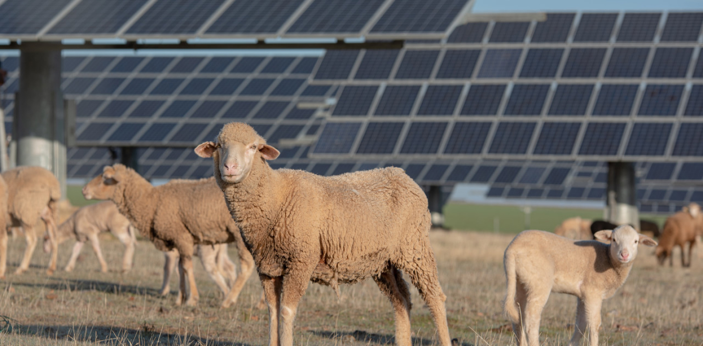 PV + Livestock.jpg
